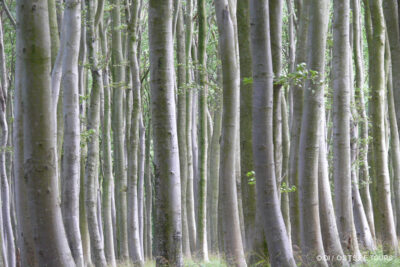 Nationalpark Jasmund